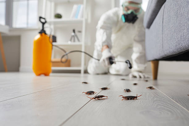 Post-Treatment Bed Bug Interceptor Monitoring in Lewes